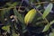 PECAN NUT ON A TREE ENCLOSED IN A GREEN HUSK