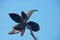 PECAN NUT TREE TWIG WITH DRY HUSKS AGAINST BLUE SKY