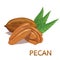 Pecan nut. Walnut. Nut food. Hazelnut isolated on white background.