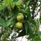 Pecan nuts growing on the tree