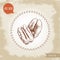 Pecan nuts. Hand drawn sketch style composition of pecan seeds. Organic snack vector illustration