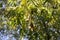 Pecan nuts ripening on tree