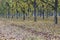 Pecan Orchard in the Autumn