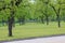 Pecan Orchard in spring bloom has deep green leaves