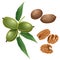 Pecan plant, nuts and peeled kernels