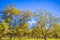 Pecan tree farm orchard in the rural south