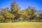 Pecan tree farm orchard in the south on a clear blue morning