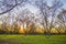 A pecan tree farm and orchard in south Georgia golden horizon