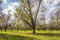 Pecan Tree farm in the south during the Fall rows of trees