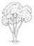 Pecan tree with leaves. Vintage engraving vector black monochrome