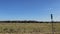 Pecan tree orchard plantation in South Georgia in the Fall beautiful blue sky background