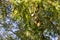 Pecan tree with ripening fruit