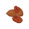 Pecan vector icon nuts in cartoon style. Nut food collection.