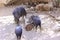 Pecaris grazing in a zoo enclosure