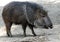 Peccary