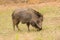 Peccary