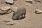 Peccary