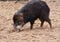 A peccary looks for food