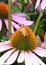 A Peck`s Skipper butterfly, polites peckius, on a purple coneflower