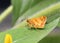 A Peck`s Skipper Butterfly resting on a leaf