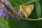 Peck`s Skipper - Polites peckius