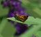 Pecks Skipper Butterfly on leaf