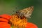 Peckâ€™s skipper on Tithonia diversifolia or Mexican sunflower.