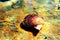 Pecten jacobaeus - Mediterranean scallop clam, underwater shot