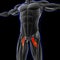 Pectineus Muscle Anatomy For Medical Concept 3D Illustration