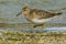 Pectoral Sandpiper - Calidris melanotos