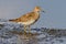 Pectoral Sandpiper (Calidris melanotos)