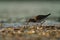 Pectoral Sandpiper feeding at seaside beach