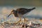 Pectoral Sandpiper feeding at seaside beach