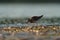 Pectoral Sandpiper feeding at seaside beach