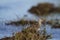 Pectoral Sandpiper, a medium sized sandpiper and shorebird searching for food among grass