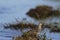 Pectoral Sandpiper, a medium sized sandpiper and shorebird standing among grass