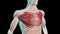 Pectoralis major muscles anatomical position on human body