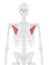 The Pectoralis Minor