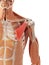 The pectoralis minor