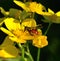 Peculiar hoverfly chrysotoxum triarcuatum on ranunculus flowers
