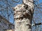 A Peculiar Outgrowth Formed On the Trunk of an Old Plane Tree