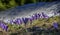 Peculiar scene between pine trees and beautiful group of pulsatilla flowers springtime, in Transylvania, Romania