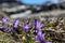 Peculiar scene between pine trees and beautiful group of pulsatilla flowers springtime, in Transylvania, Romania