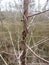 Peculiar Tree Branches in the Everglades National Park Florida