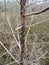 Peculiar Tree Branches in the Everglades National Park Florida