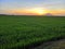 Peddy field rice plant nature sunshine sunset