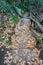 pedestrian access to Regina Giovanna beach and Roman ruins of Pollio Felice in Sorrento, Italy