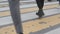 Pedestrian crossing people`s feet asphalt walk traffic zebra pedestrian