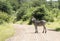 Pedestrian crossing with real zebra in south africa