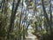 Pedestrian crossing under pine forest - Viareggio, Italy